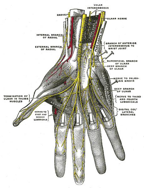 radial nerve anatomy