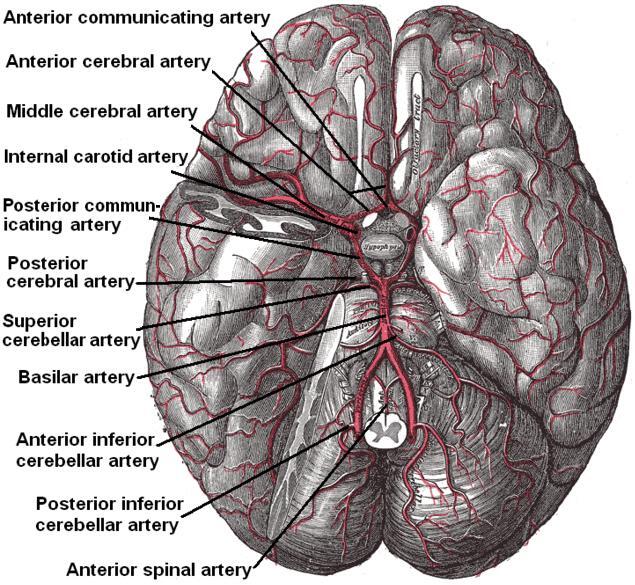 neuroanatomy-circle-of-willis-statpearls-ncbi-bookshelf