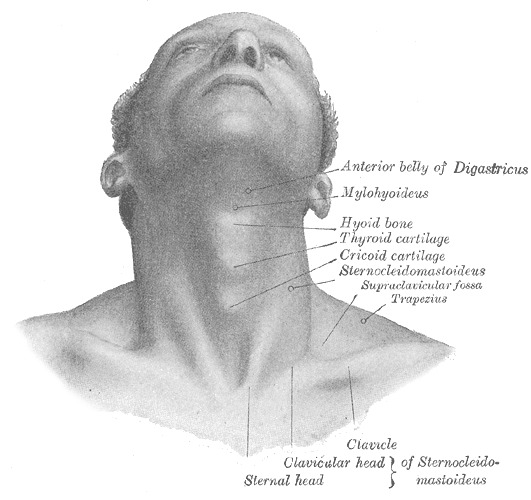 cricoid cartilage thyroid