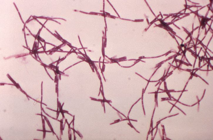 bacillus stearothermophilus gram stain