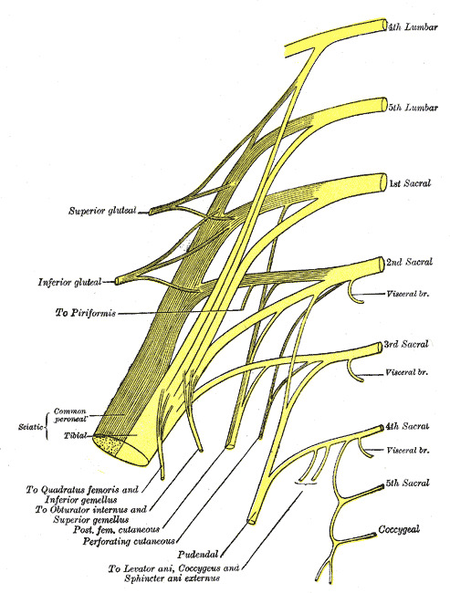 Anatomy Abdomen And Pelvis Superior Gluteal Nerve Statpearls Ncbi Bookshelf 3948