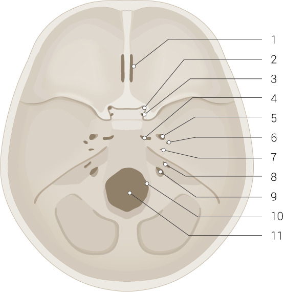 Skull Base and Foramina