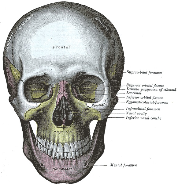 superior nasal concha skull