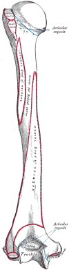 Figure, Anatomical Snuff Box and Ulnar] - StatPearls - NCBI Bookshelf