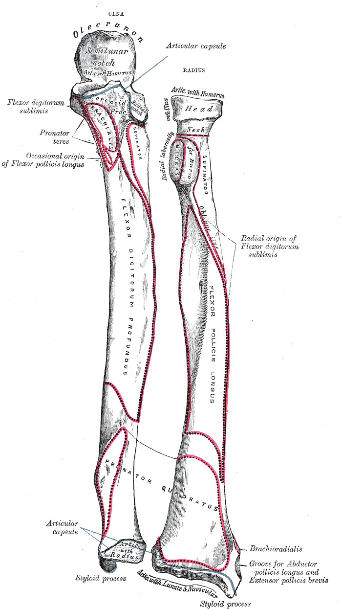 pronator teres and brachioradialis