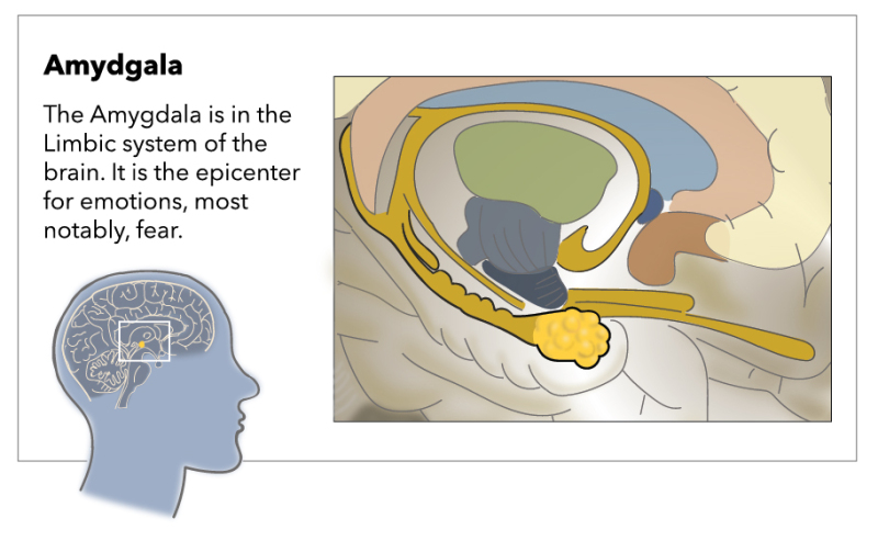 Image Amygdala-01