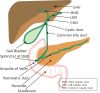 Diagram of the Biliary System