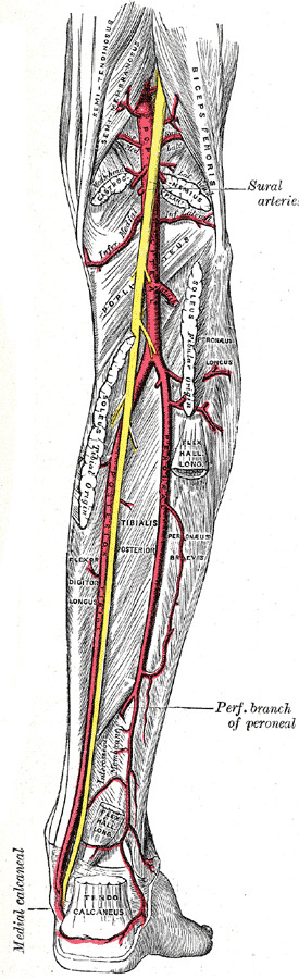 popliteal artery and vein