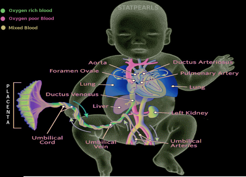 neonatal circulation
