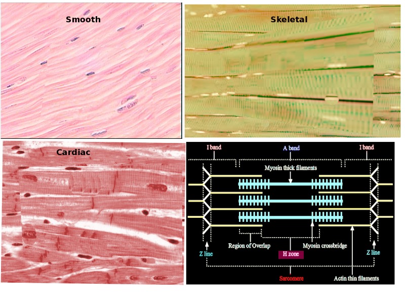 Figure Muscle Types Image Courtesy S Bhimji Md Statpearls Ncbi Bookshelf