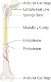 Parts of a Long Bone