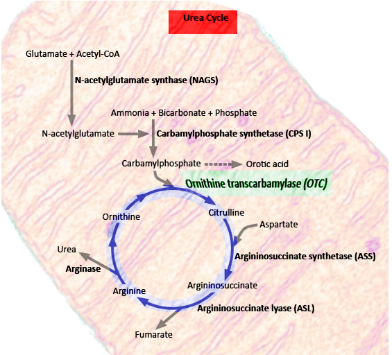 urea cycle