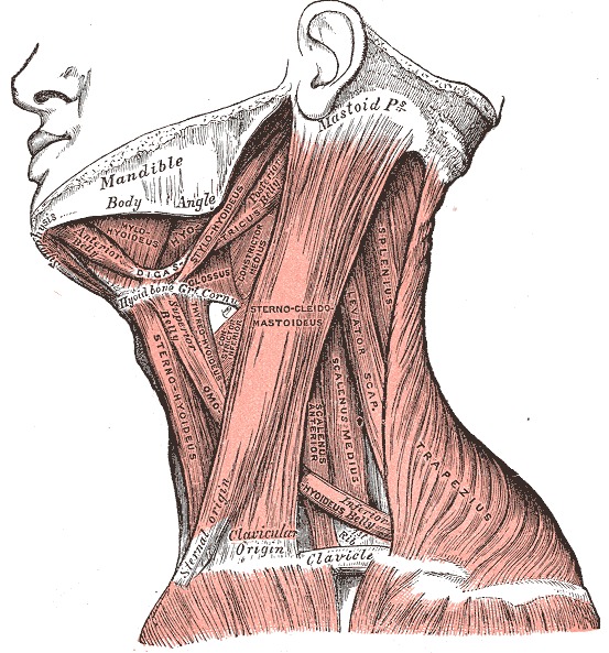 lateral neck muscles