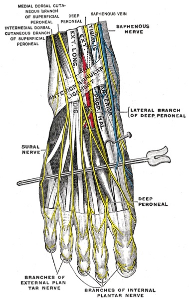 Figure The Sacral Coccygeal Nerves Nerves Statpearls Ncbi Bookshelf 8268