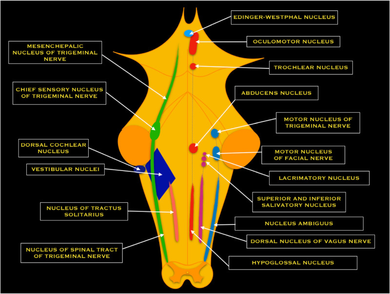 Figure, Ulnar nerve pathway Image courtesy O.Chaigasame] - StatPearls -  NCBI Bookshelf