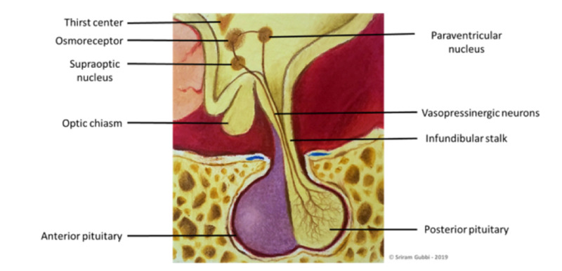 pituitary gland diagram