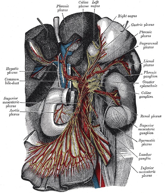 Figure, Diagram showing the innervation of] - StatPearls - NCBI Bookshelf