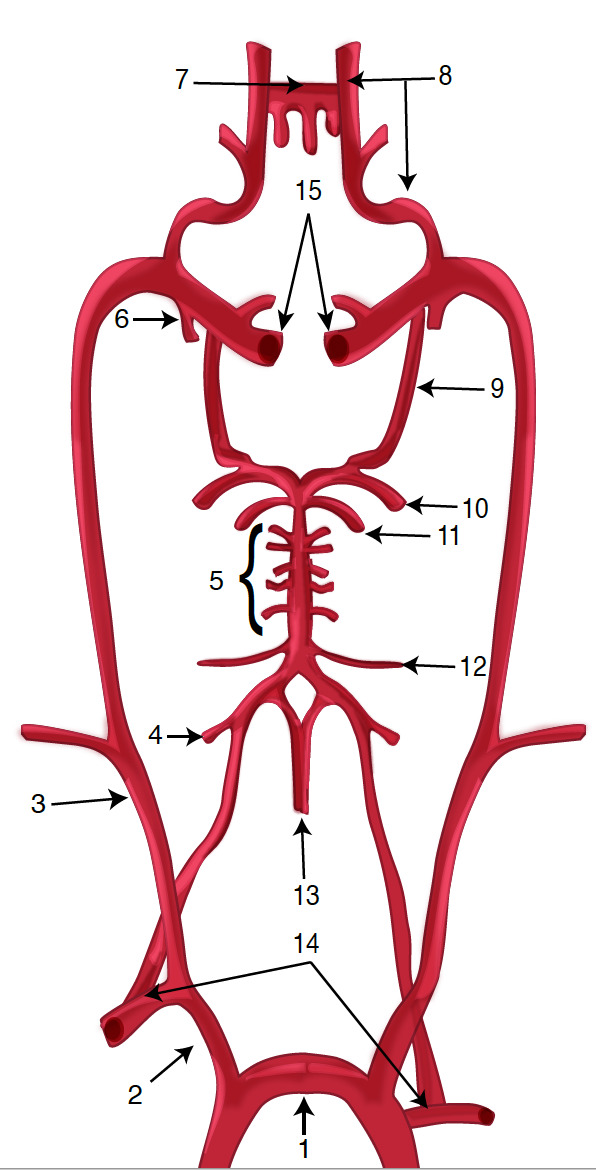 posterior spinal artery circle of willis