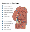 Vecteur Stock Major glute muscles with medius, maximus and minimus parts  outline diagram. Labeled educational human body buttocks anatomy with  medical butt muscular system parts description vector illustration.