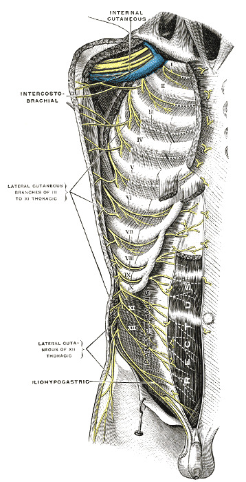 Figure, Diagram showing the innervation of] - StatPearls - NCBI Bookshelf