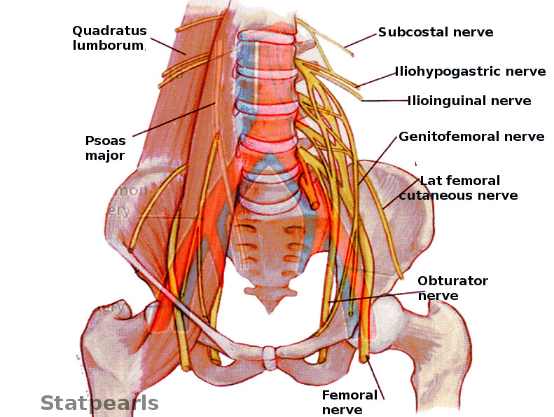 iliohypogastric nerve