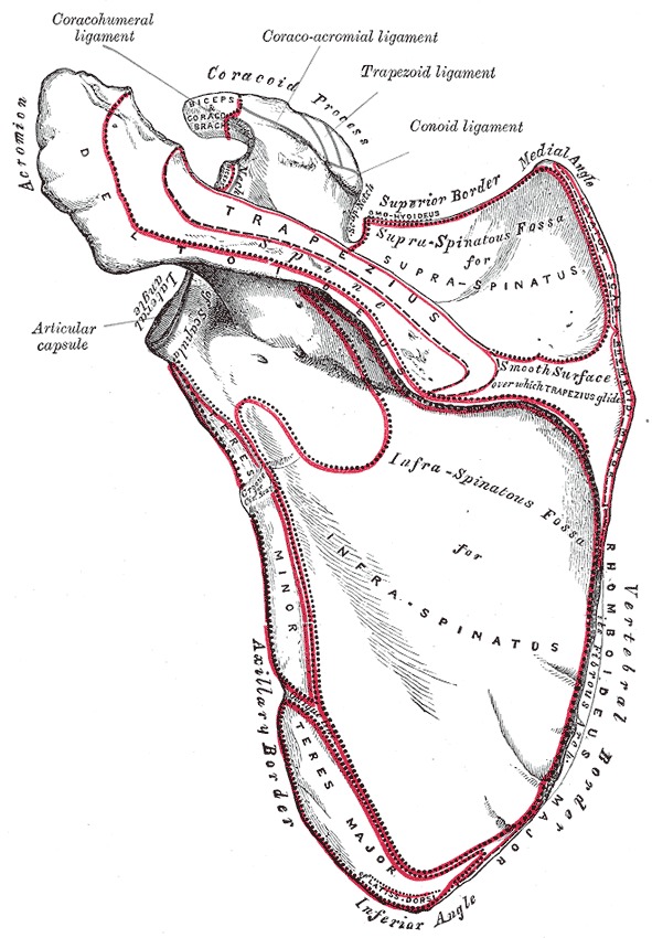 Figure, Scapula Anatomy. Anatomy includes scapula,] - StatPearls - NCBI  Bookshelf
