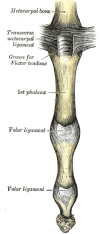 Upper Digit Articulation of a Medial Finger, Volar View
