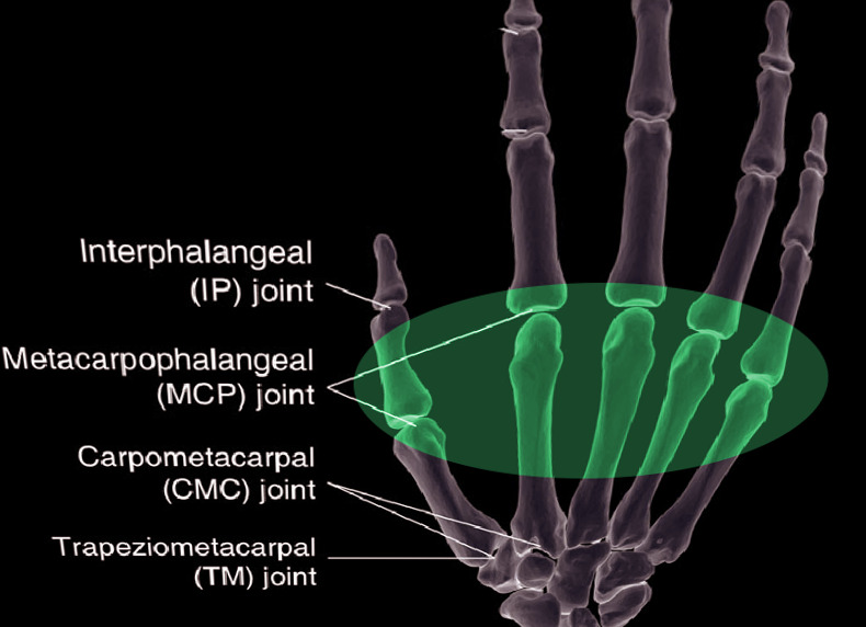 midcarpal joint