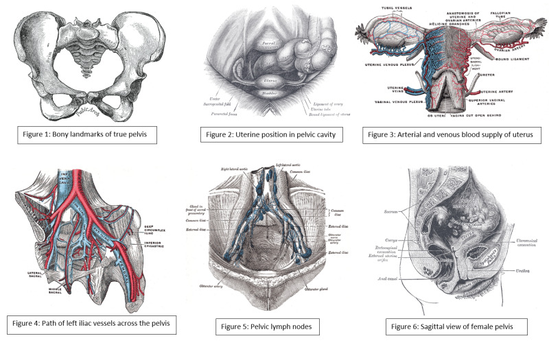 Pelvic Cavity Anatomical Model - Model Human Female Uterus