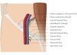 Inguinal Region, Inferior Epigastric Artery and Vein, Rectus Abdominis Muscle, Internal Inguinal Ring, Hesselbach's Triangle, Inguinal Ligament, Inguinal Canal, External Inguinal Ring, Femoral Ring, Femoral Vein, Femoral Artery, Spermatic Cord