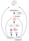 Hypothalamic-Pituitary-Gonadal Axis from http://www