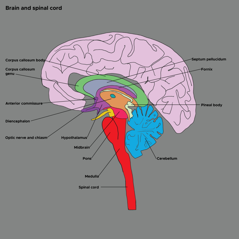 Neuroanatomy Spinal Trigeminal Nucleus Statpearls Ncbi Bookshelf 6402