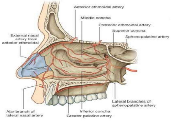 nasal cavity structure