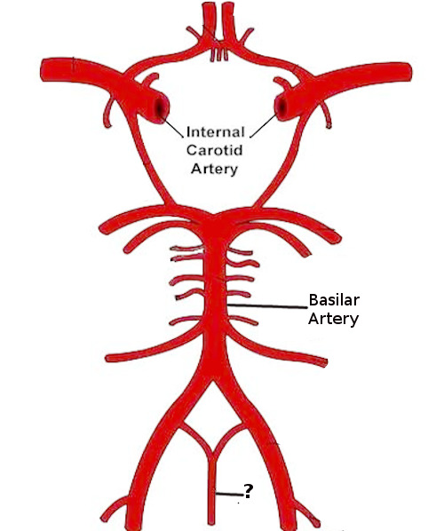 Neuroanatomy Spinal Cord Arteries Statpearls Ncbi Bookshelf