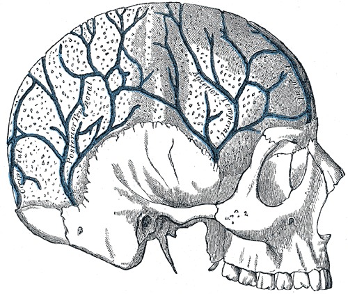Figure Veins In The Skull Occipital Statpearls Ncbi Bookshelf 6594
