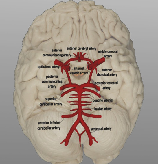 Figure, Median nerve Image courtesy S Bhimji MD] - StatPearls