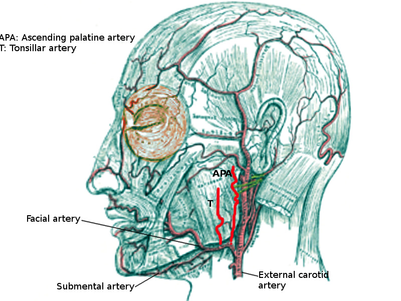 Figure Ascending Palatine Artery Image Courtesy S Bhimji Md Statpearls Ncbi Bookshelf