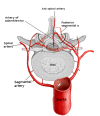 Figure, Median nerve Image courtesy S Bhimji MD] - StatPearls - NCBI  Bookshelf