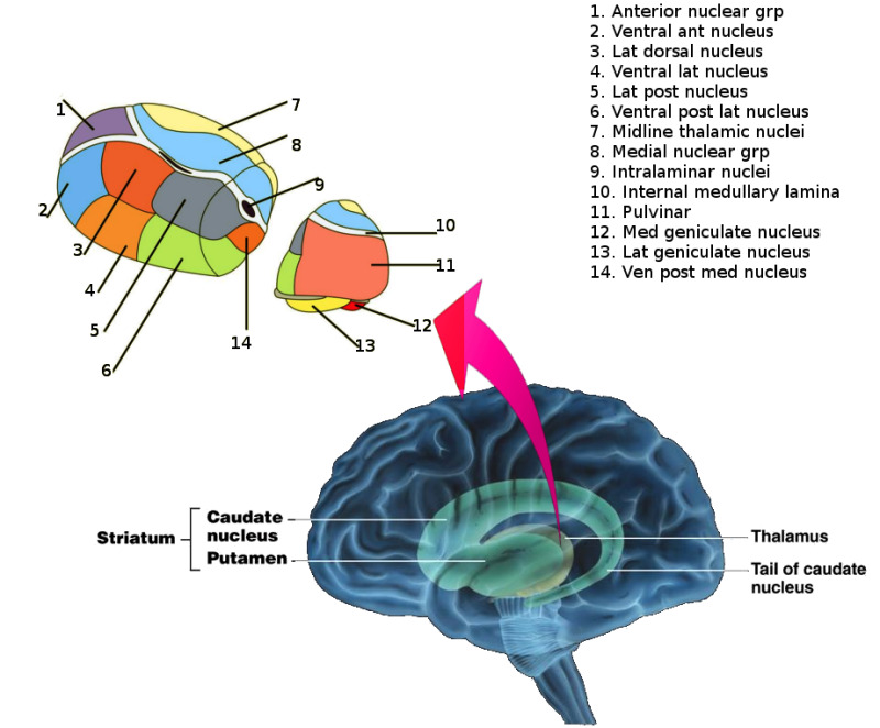 figure-thalamic-nuclei-image-courtesy-s-bhimji-md-statpearls