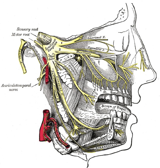 Anatomy Head And Neck Maxillary Nerve Statpearls Ncbi Bookshelf