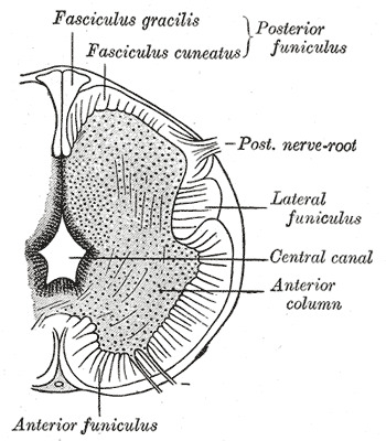 posterior sulcus of spinal cord