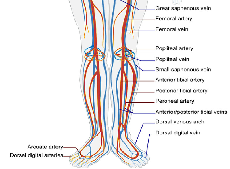 Vascular Anatomy of the Lower Limb - ÉRSEBÉSZET