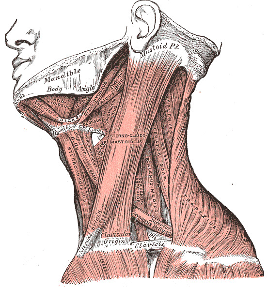 Anatomy, Head and Neck, Neck - StatPearls - NCBI Bookshelf