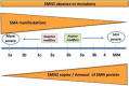 Figure 1. Continuous Spectrum of Spinal Muscular Atrophy Phenotype.