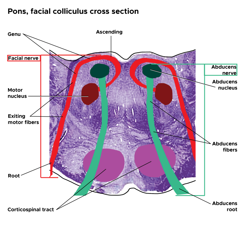 pons cross section