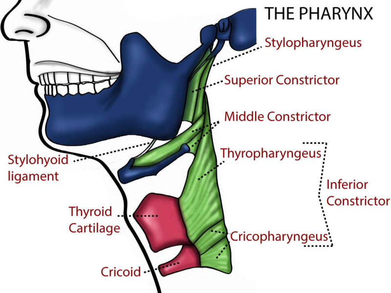 middle pharyngeal constrictor thyroud cartilage