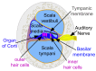 Cross section image through the cochlea