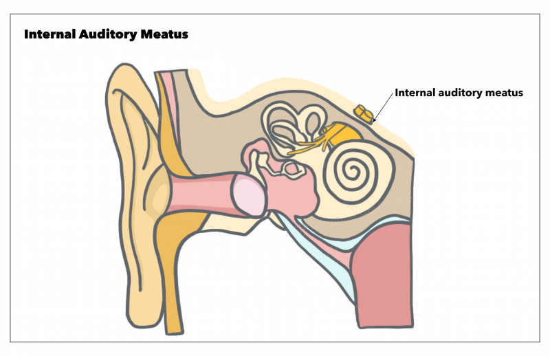 external acoustic meatus