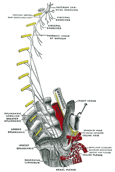 Figure, Diagram showing the innervation of] - StatPearls - NCBI Bookshelf