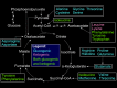 Gluconeogenesis